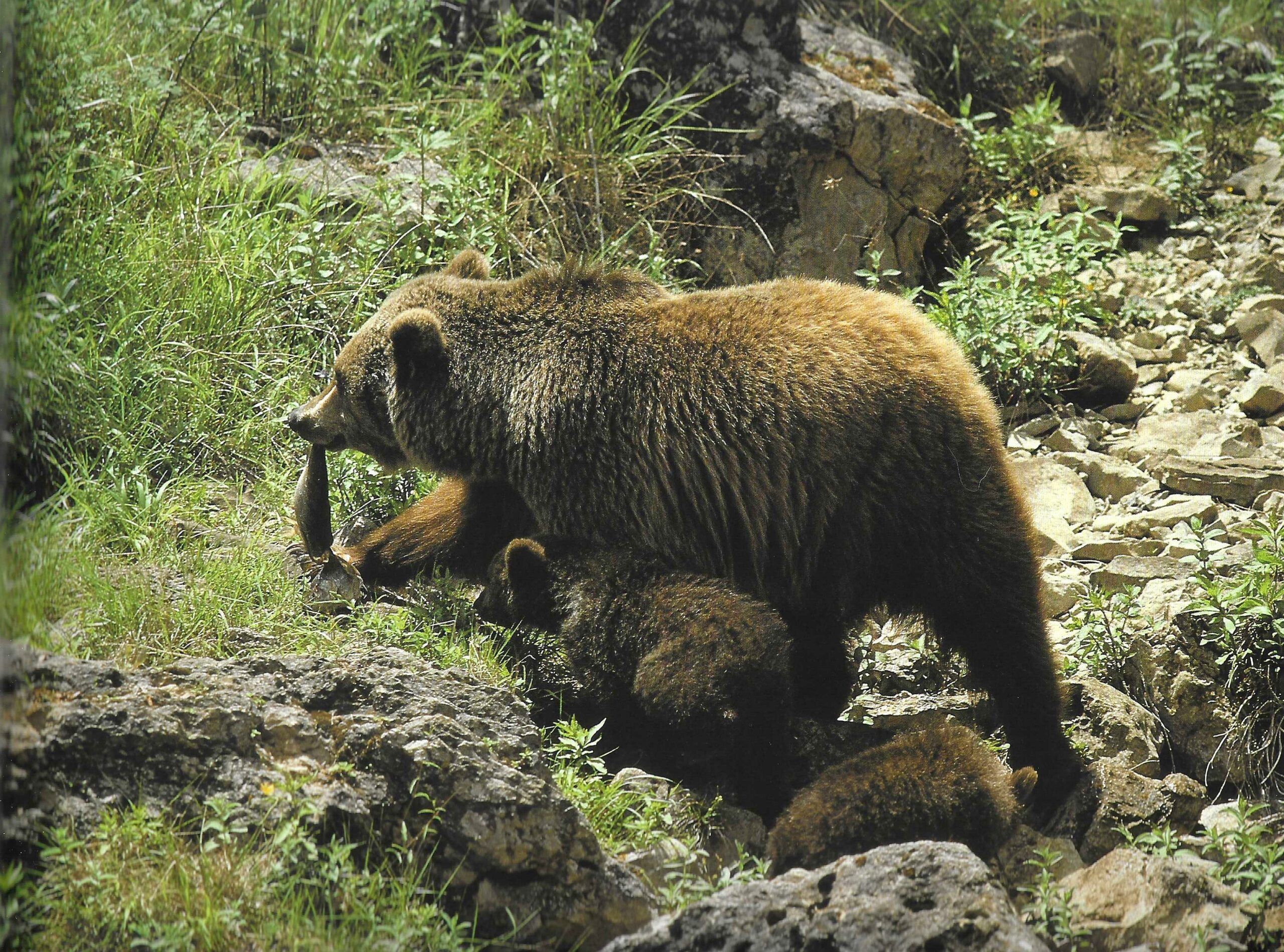 Osa con oseznos en los Picos de Europa